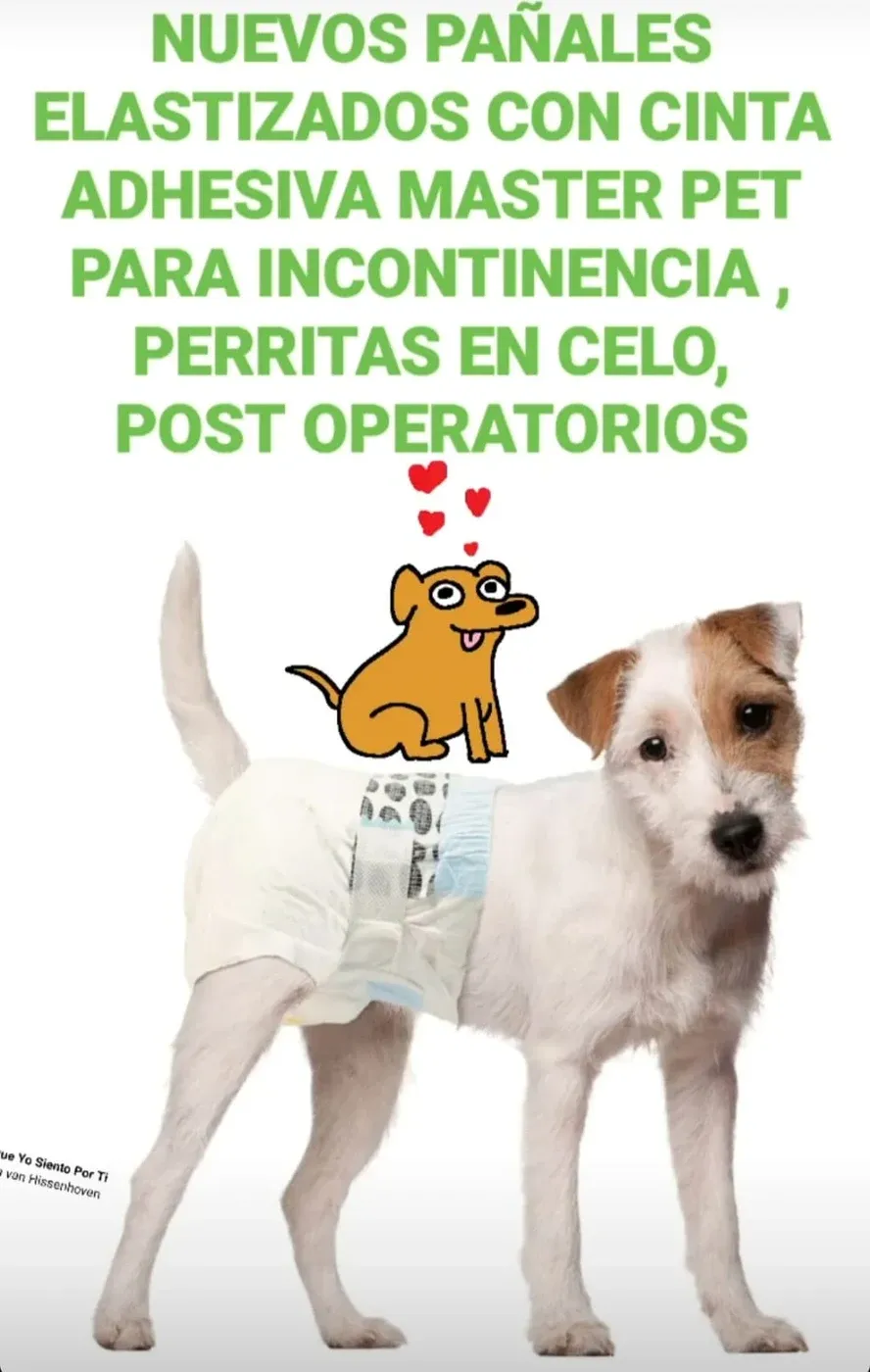 Perro con un pañal Colita Afuera de Master Pet puesto, elastizado y con cinta adhesiva, para incontinencia, celo y postoperatorios