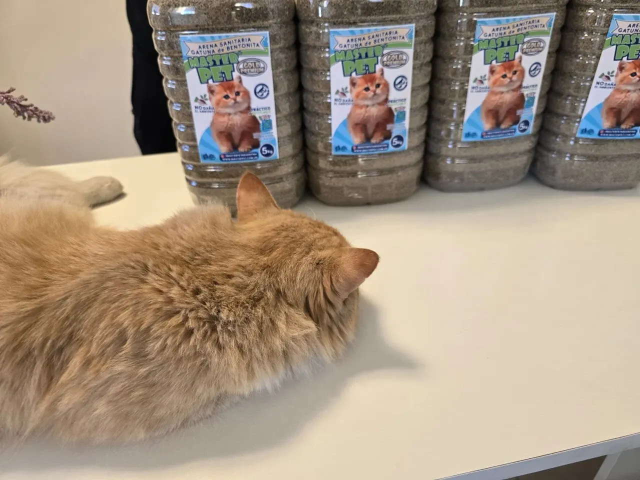 Gato acostado sobre una mesa, frente a bidones de Piedritas de bentonita Master Pet