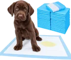 Cachorro de labrador chocolate sentado sobre un paño sanitario Master Pet con una mancha de pis