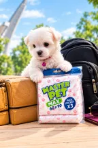 Cachorro blanco con el Pack Pocket de Master Pet Max, junto a una valija y una mochila de viaje