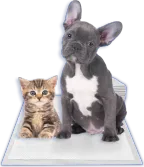Cachorro de bulldog francés y gatito sentados sobre un paño sanitario Master Pet Max
