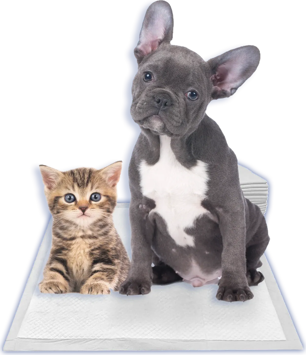 Cachorro de bulldog francés y gatito sentados sobre un paño sanitario Master Pet Max