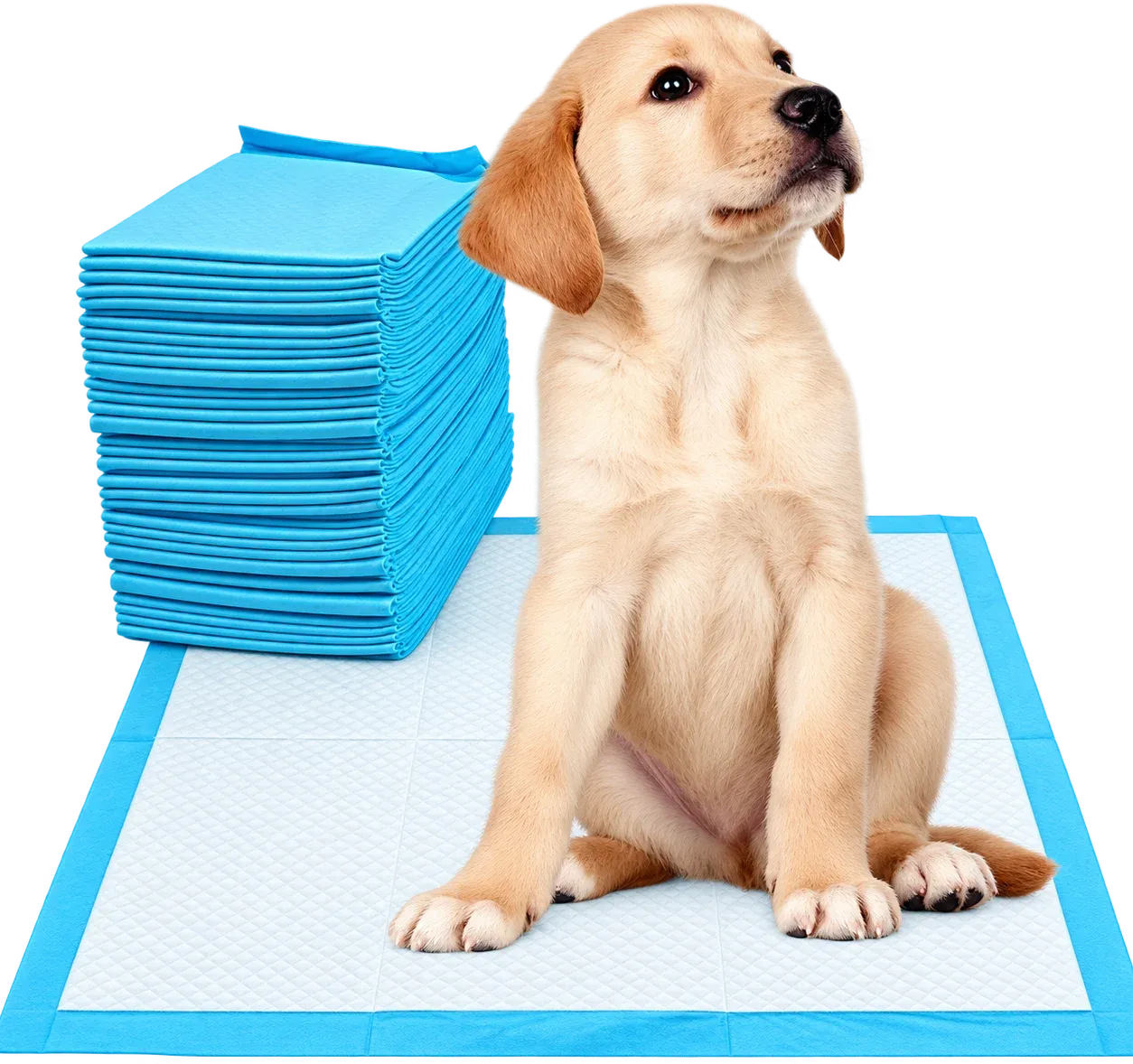 Cachorro de labrador sentado sobre un paño sanitario Master Pet, al lado de una pila de paños