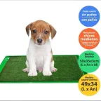 Cachorro sentado sobre la carpeta de césped sintético Master Pet Mini, con o sin paño, para perros chicos y medianos