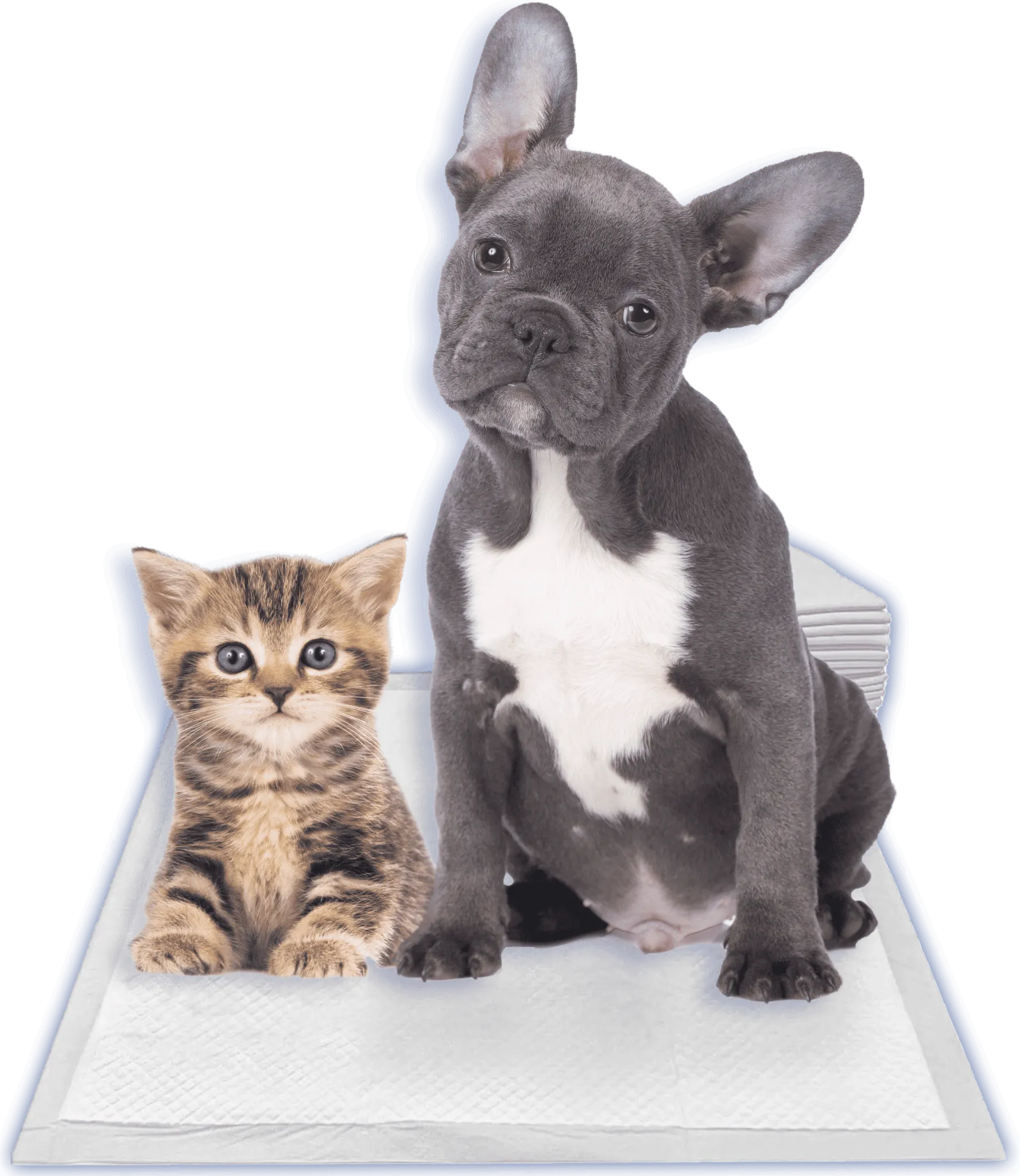 Perro y gato sentados sobre un paño sanitario Master Pet
