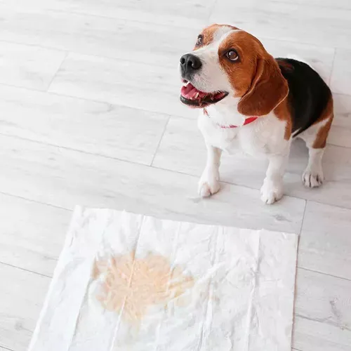 Beagle junto a su paño sanitario en casa